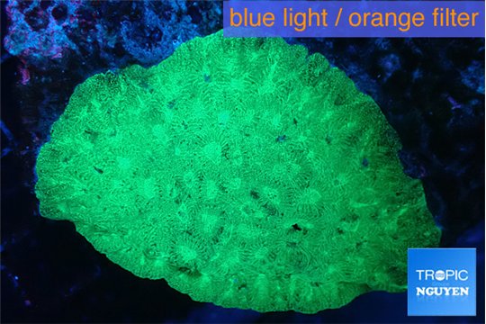 Favia green + cultured live rock 7-11 cm WYSIWYG acclimaté