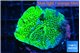 Montipora green 3-4 cm WYSIWYG acclimaté