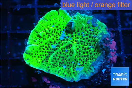 Montipora green 3-4 cm WYSIWYG acclimaté