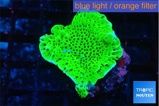Montipora green 2-3 cm WYSIWYG acclimaté