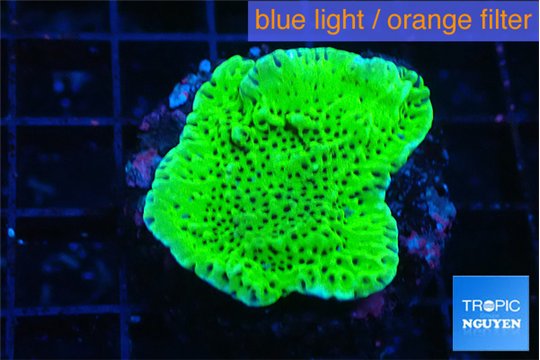Montipora green 3-5 cm WYSIWYG acclimaté