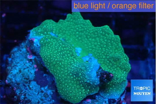 Montipora digitata green 3-4 cm WYSIWYG acclimaté