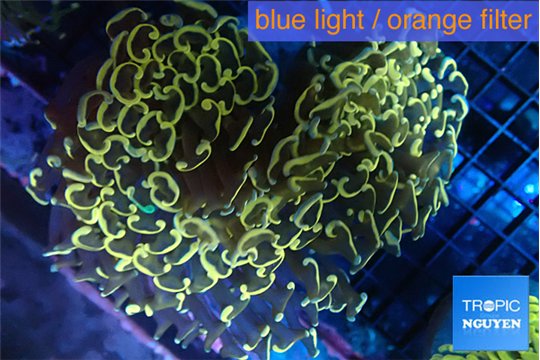 Euphyllia ancora orange 8-14 cm WYSIWYG acclimaté