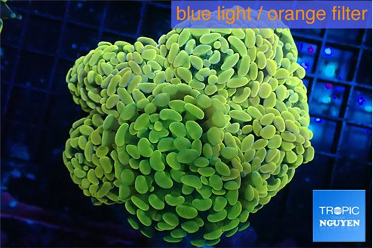 Euphyllia paraancora orange 7-14 cm WYSIWYG acclimaté