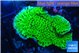 Montipora green 3-4 cm WYSIWYG acclimaté