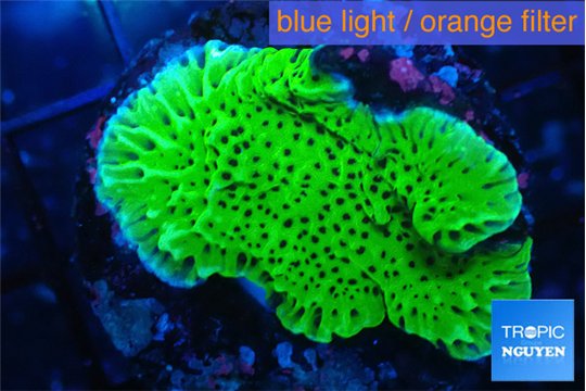 Montipora green 3-4 cm WYSIWYG acclimaté