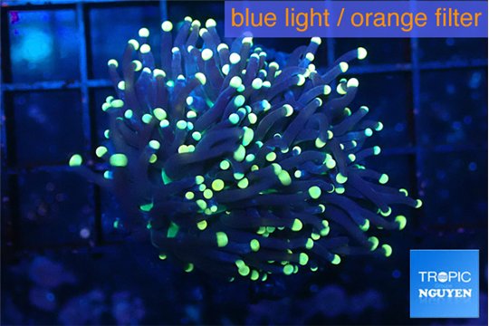 Euphyllia glabrescens joker golden tip 4-7 cm WYSIWYG acclimaté