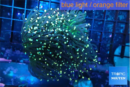 Euphyllia glabrescens joker golden tip 6-11 cm WYSIWYG acclimaté