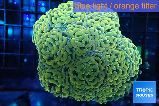 Euphyllia paraancora orange 7-14 cm WYSIWYG acclimaté