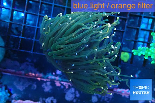 Euphyllia glabrescens joker pink tip 5-7 cm WYSIWYG acclimaté