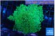 Euphyllia yayaemaensis green 6-8 cm WYSIWYG acclimaté