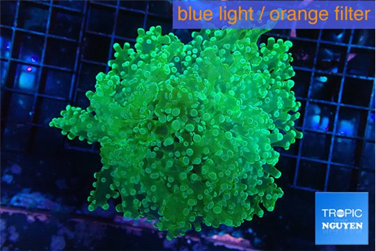 Euphyllia yayaemaensis green 6-8 cm WYSIWYG acclimaté