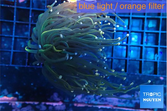 Euphyllia glabrescens joker pink tip 5-7 cm WYSIWYG acclimaté