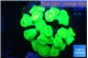 Caulastrea neon green 8-10 cm WYSIWYG acclimaté