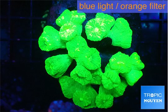 Caulastrea neon green 8-10 cm WYSIWYG acclimaté