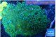 Euphyllia paradivisa green sunset 8-14 cm WYSIWYG acclimaté