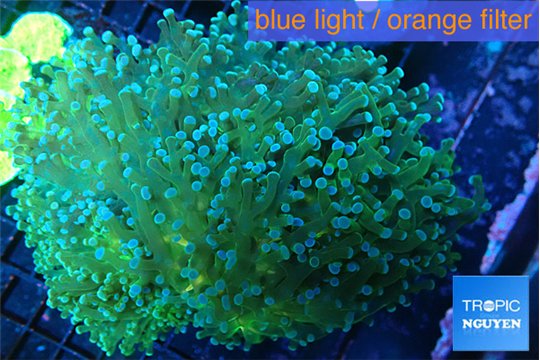 Euphyllia paradivisa green sunset 8-14 cm WYSIWYG acclimaté