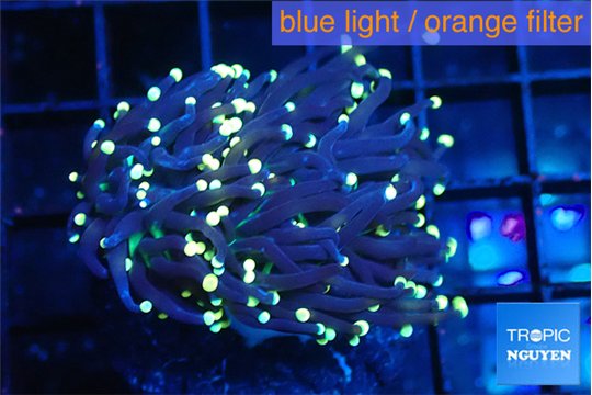 Euphyllia glabrescens joker golden tip 4-7 cm WYSIWYG acclimaté