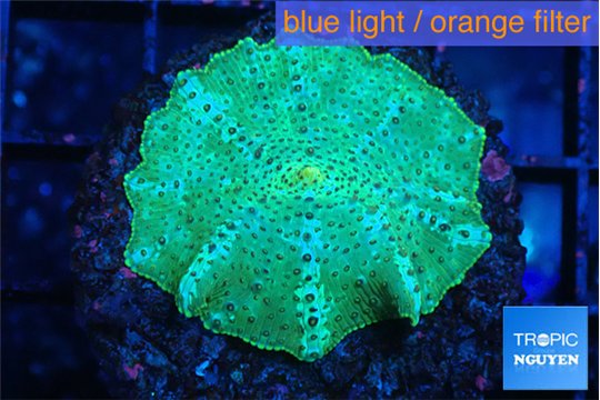 Discosoma striata green blue 1 polyp WYSIWYG acclimaté