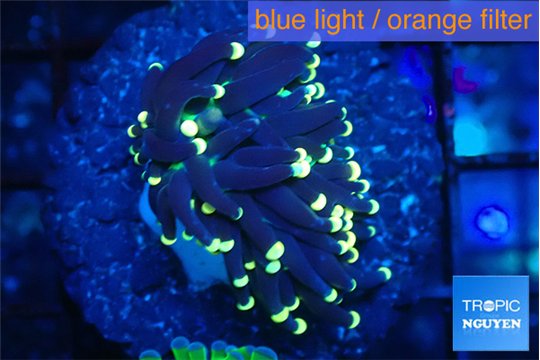 Euphyllia glabrescens joker golden tip 3-5 cm WYSIWYG acclimaté