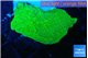 Montipora green cap 2-3 cm WYSIWYG acclimaté