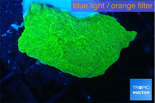 Montipora green cap 2-3 cm WYSIWYG acclimaté
