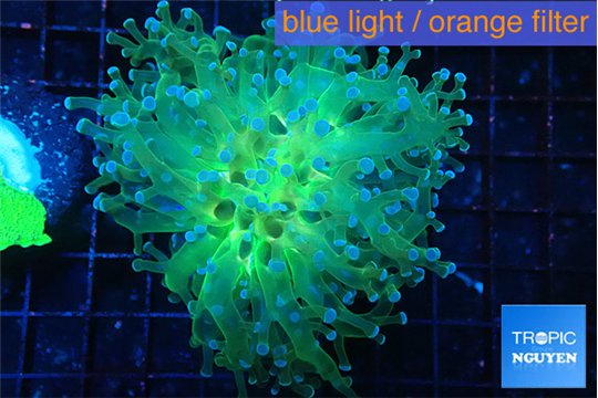 Euphyllia paradivisa green sunset 4-7 cm WYSIWYG acclimaté