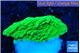 Montipora green cap 2 cm WYSIWYG acclimaté