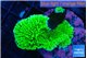 Montipora green 3-4 cm WYSIWYG acclimaté
