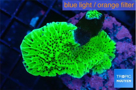 Montipora green 3-4 cm WYSIWYG acclimaté