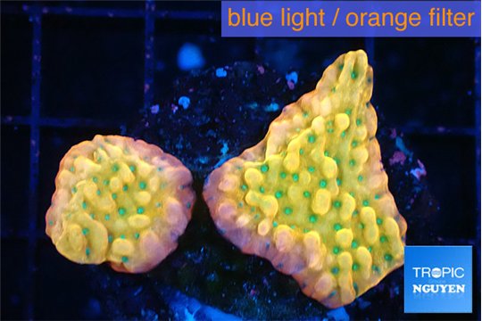 Montipora kungpao phoenix 3-4 cm WYSIWYG acclimaté