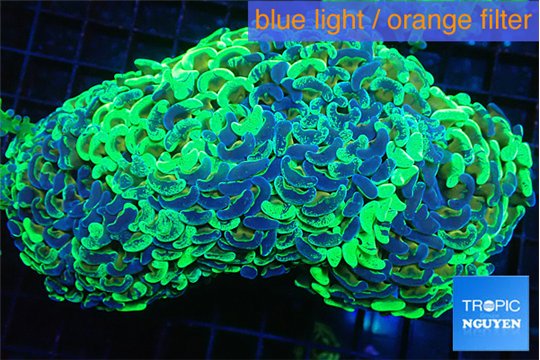 Euphyllia ancora reverse green 9-14 cm WYSIWYG acclimaté