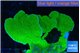 Montipora green cap 5-6 cm WYSIWYG acclimaté