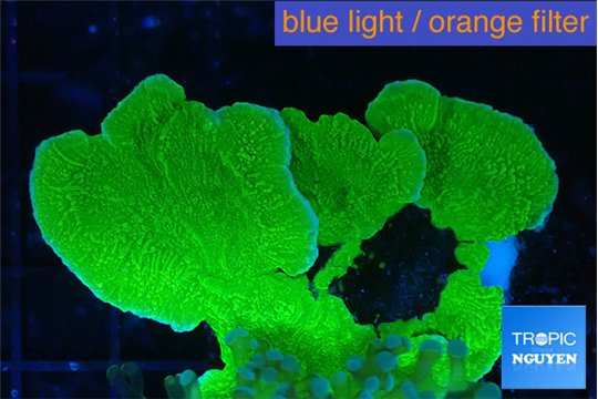 Montipora green cap 5-6 cm WYSIWYG acclimaté