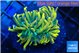 Euphyllia glabrescens 24k 4-7 cm WYSIWYG acclimaté