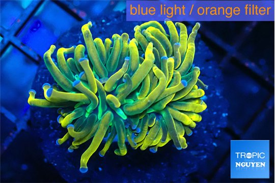 Euphyllia glabrescens 24k 4-7 cm WYSIWYG acclimaté