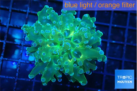 Euphyllia paradivisa green sunset 4-7 cm WYSIWYG acclimaté