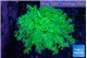 Euphyllia yayaemaensis green & purple tip 4-7 cm WYSIWYG acclimaté