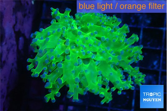 Euphyllia yayaemaensis green & purple tip 4-7 cm WYSIWYG acclimaté