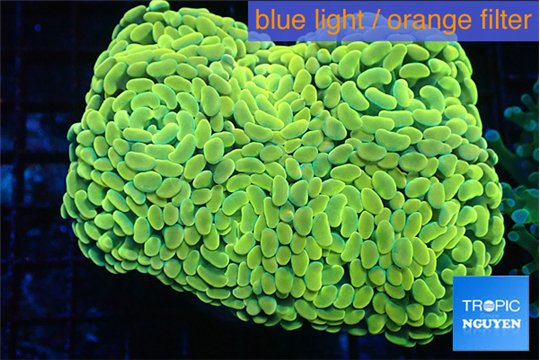 Euphyllia paraancora glod 7-14 cm WYSIWYG acclimaté