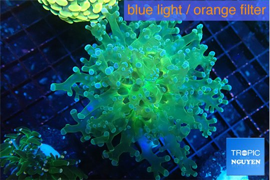 Euphyllia paradivisa green sunset 4-7 cm WYSIWYG acclimaté