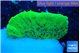 Montipora green cap 1-2 cm WYSIWYG acclimaté