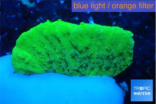 Montipora green cap 1-2 cm WYSIWYG acclimaté