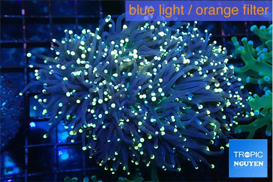 Euphyllia glabrescens joker golden tip 7-12 cm WYSIWYG acclimaté