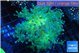 Euphyllia paradivisa green sunset 4-7 cm WYSIWYG acclimaté
