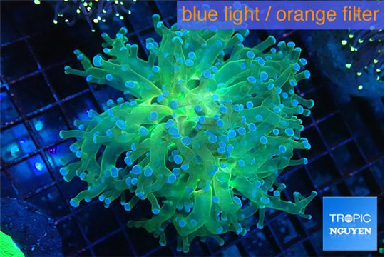 Euphyllia paradivisa green sunset 4-7 cm WYSIWYG acclimaté