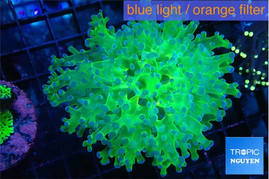 Euphyllia yayaemaensis green & purple tip 4-8 cm WYSIWYG acclimaté