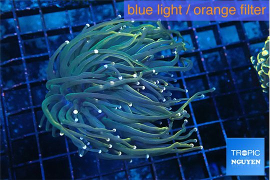 Euphyllia glabrescens joker pink tip 5-7 cm WYSIWYG acclimaté