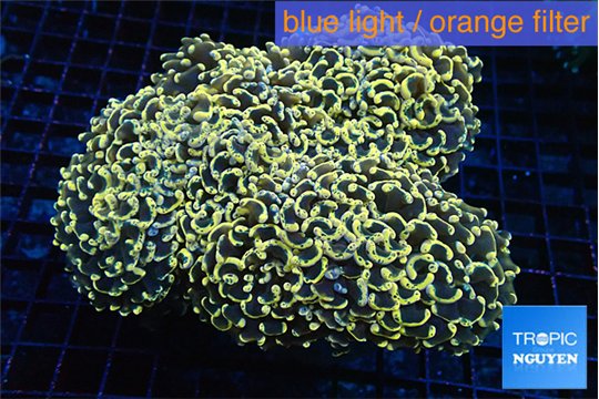 Euphyllia ancora orange 11-16 cm WYSIWYG acclimaté