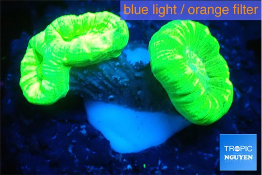 Caulastrea neon green 2-3 polyps WYSIWYG acclimaté